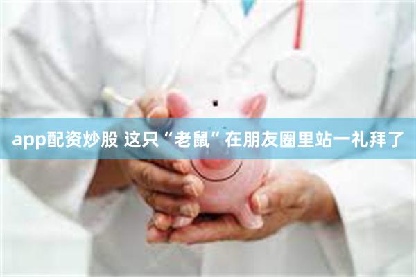 app配资炒股 这只“老鼠”在朋友圈里站一礼拜了